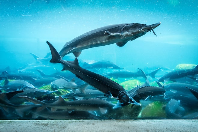 Das Tropenhaus Futigen ist der einzige Kaviar Produzent der Schweiz, in der Fischzucht werden Stoere gezuchtet fuer ihren Kaviar und Egli. aufgenommen am 18.09.2014 Bild Remo Naegeli