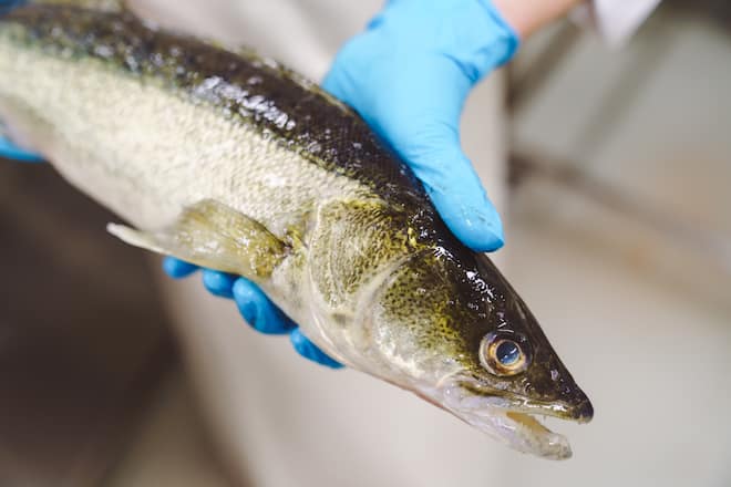 Swifish AG Leuk (VS) - Besuch der Fischzucht Alpen-Zander mit Bianchi und den Igniv-Chefs - Bianchi: Marina Hofmann, Luca Bianchi - Igniv: Marcel Skibba, Silvio Germann, Daniel Zeindlhofer - 31.1.2022 - Copyright Olivia Pulver