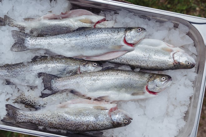 Bären Schwarzenburg Forellen Naturkreislauf