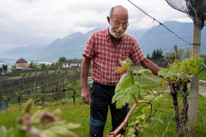 Winzer Giulio Margnetti im Weinberg Camorino ob Bellinzona