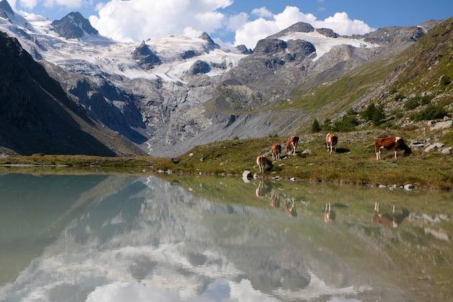 Kühe am «Lej de Vadret» im Rosegtal bei Pontresina.