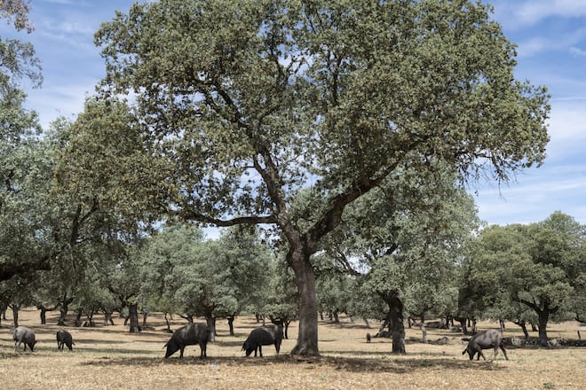 Bell Iberico Mnufaktur Extremadura Spanien