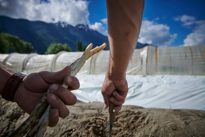 Asperges en détresse