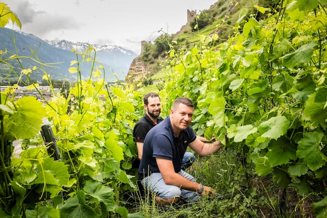 Vigneron.Gabriel Dussex à Saint-Pierre-de-Clages.Ici sa vigne la plus ancienne au pied du château de Saillon avec son oenologue Sébastien Martinet