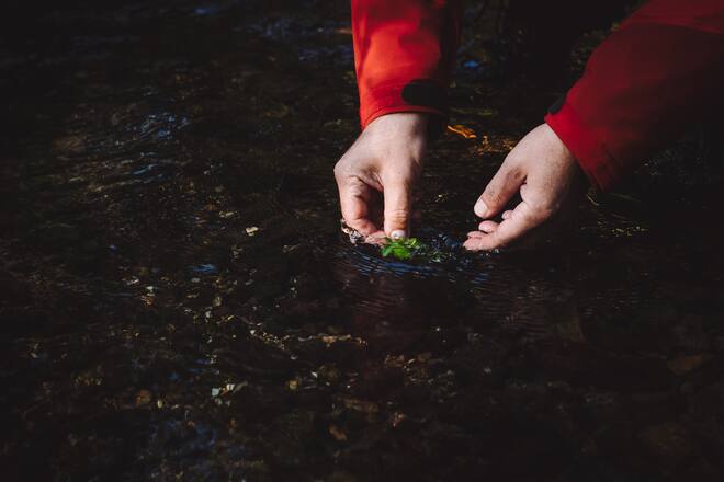 Bachkresse - 15-Punkte-Chef David Krüger (Opera Zürich) geht täglich in den Wald und pflückt Essbares für seine Küche. Diesmal buddelt er mit seinem Souschef Niclas Ohrmann Wurzeln in Rotkreuz aus. - Montag, 14. Oktober 2019 - Copyright Olivia Pulver