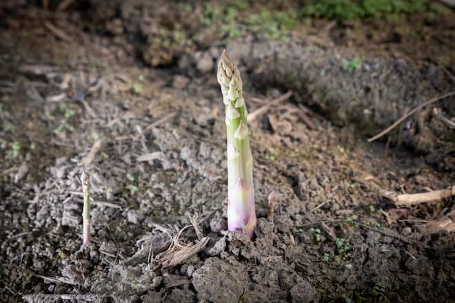 Maurice Dussex asperges Saillon Léguriviera