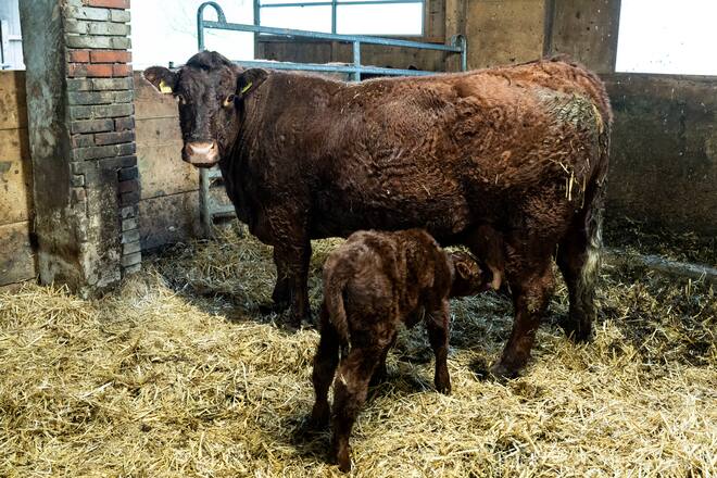 Martinigaense, auf Hof von Cyrill Sueess, in Ballwil LU, 2 Tage altes Kälbli mit Mutterkuh