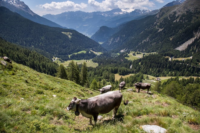 Valposchiavo, Mucche Campasc, Piz Campasc dal Passo del Bernina, Moiola, Region Piemont, Zanetti