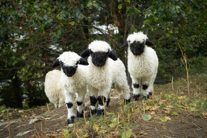 Schwarznasenschafe für Metzgerin Belinda Bammater Naters November 2021