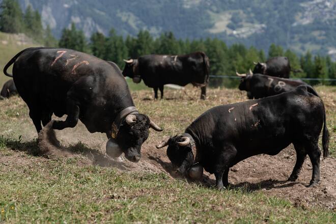 Mit Luma Delikatessen bei den Ehringerkühen im Wallis (Alpage de Mille im Val de Bagne) - 15. Juni 2022 - Copyright Olivia Pulver