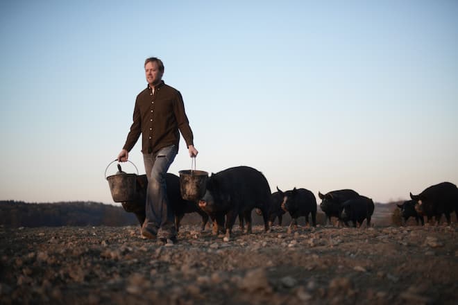 Kuro Schweine von Fabio Müller, Schweinezüchter, Oberwil, Dägerlen, ZH