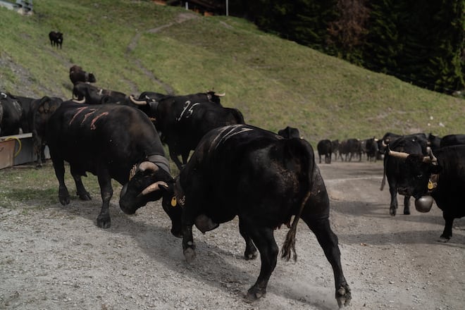 Mit Luma Delikatessen bei den Ehringerkühen im Wallis (Alpage de Mille im Val de Bagne) - 15. Juni 2022 - Copyright Olivia Pulver