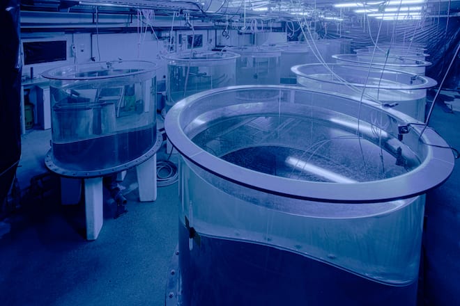 Eglifilet La perche Loë aus Raron