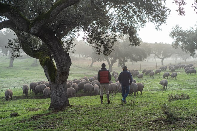 Luma Delikatessen Pata Negra Bauern in Spanien