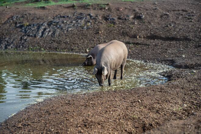 Luma Delikatessen Pata Negra Bauern in Spanien