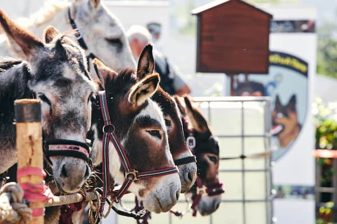 Gault Millau; Säumerfest 2023