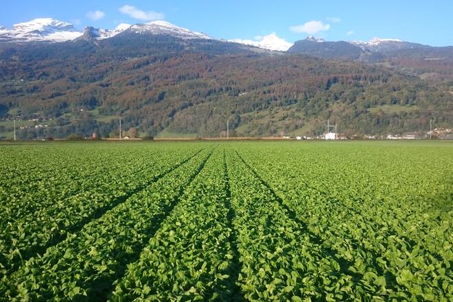 Hilcona Spinat-Tortellini Spinat Ernte Juni 2021