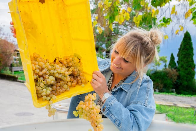 Timea Bacsinszky Gaillard vins