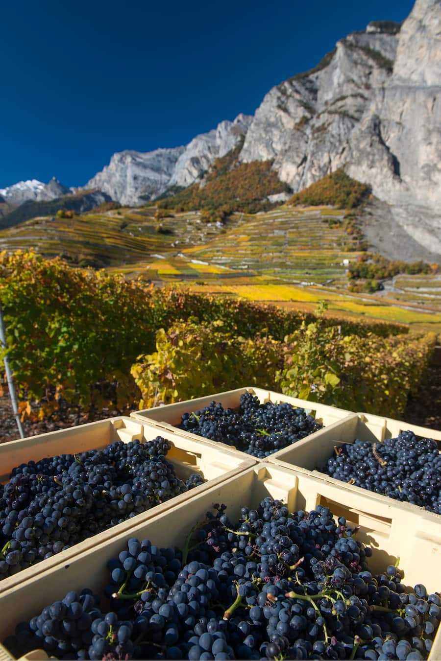 Cornalin Ernte,, Wallis,Valais, Schweiz,Suisse,Svizzera,Switzerland,