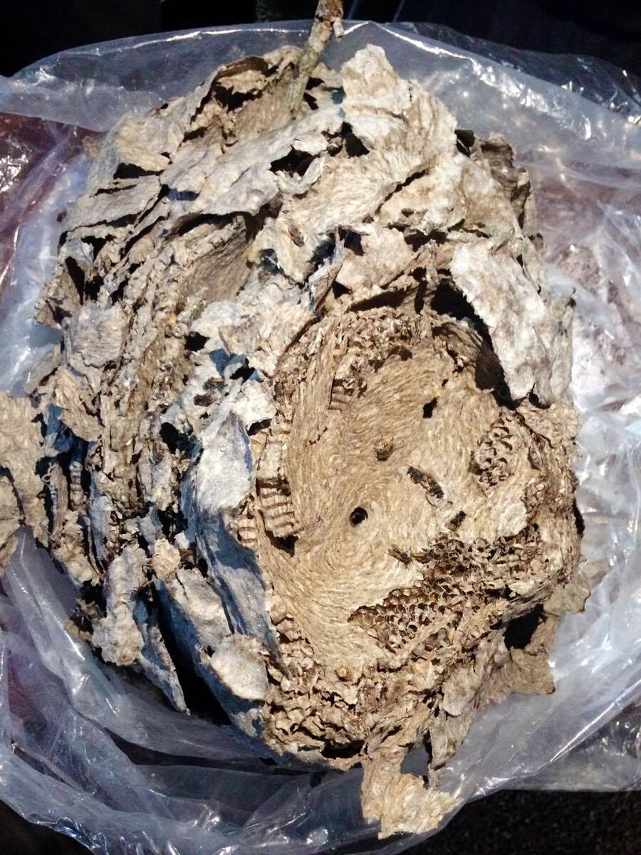 Pop-Up Noma Mexico in Tulum