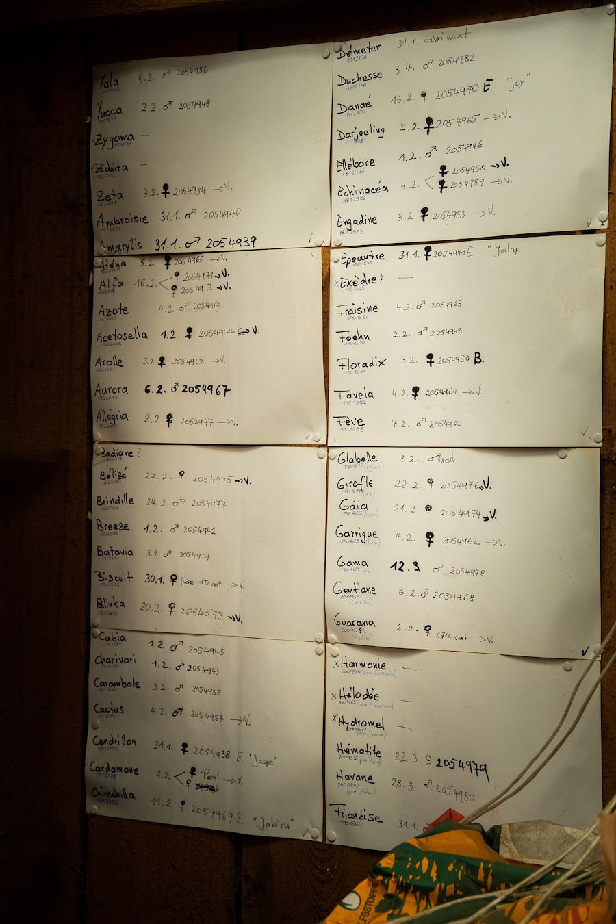 Mattias Roock vom Castello del Sole Pascal Favre bei den Gitzi