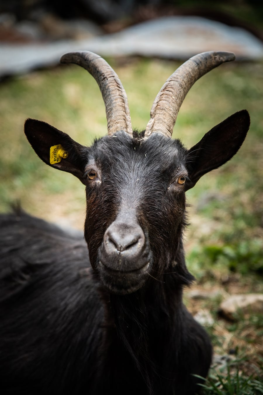 Mattias Roock vom Castello del Sole Pascal Favre bei den Gitzi