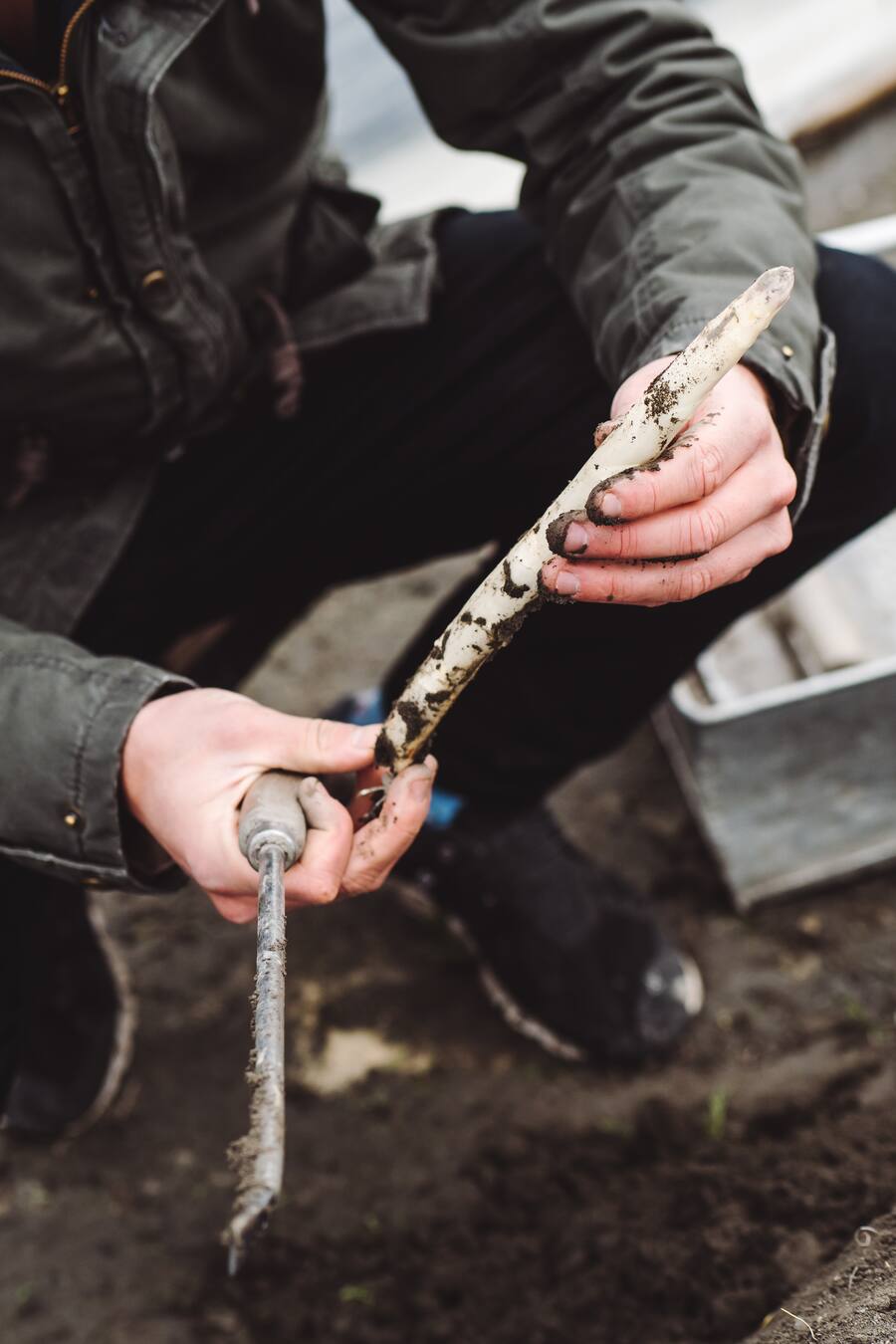 Unterwegs mit Silvio German vom Restaurant Igniv in Bad Ragaz - Besuch seiner Lieferanten: Hühnerzüchter, Spargelbauer - Im Gewächshaus vom Hotel, in der Küche - Restaurant Igniv by Caminada in Bad Ragaz - Freitag, 12. April 2019 - Copyright Olivia Pulver