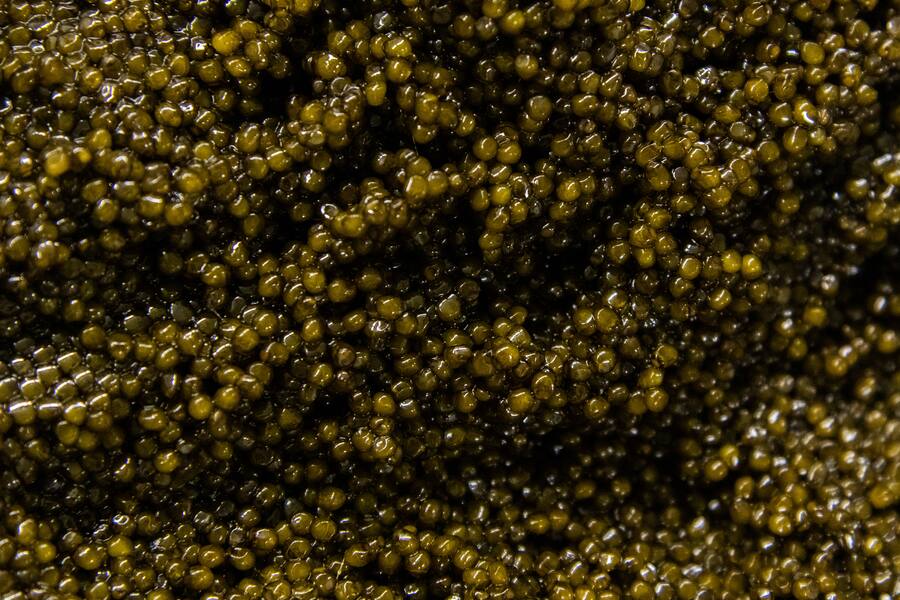 Kaviari Paris mit Silvio Germann Marcel Skibba Patrick Mahler und Ollie Schuiling