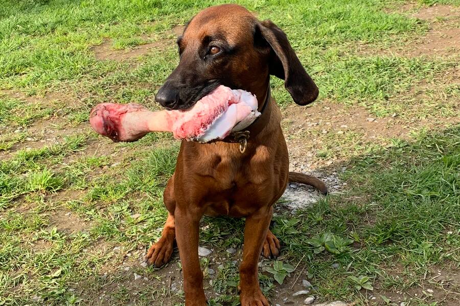 Jagdhund GM Golfturnier