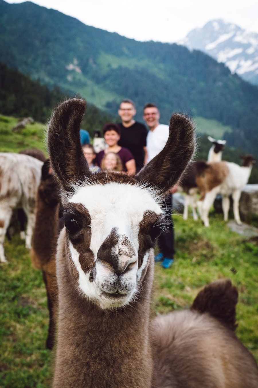Bristen Lama und Gasthaus im Feld Gurtnellen
