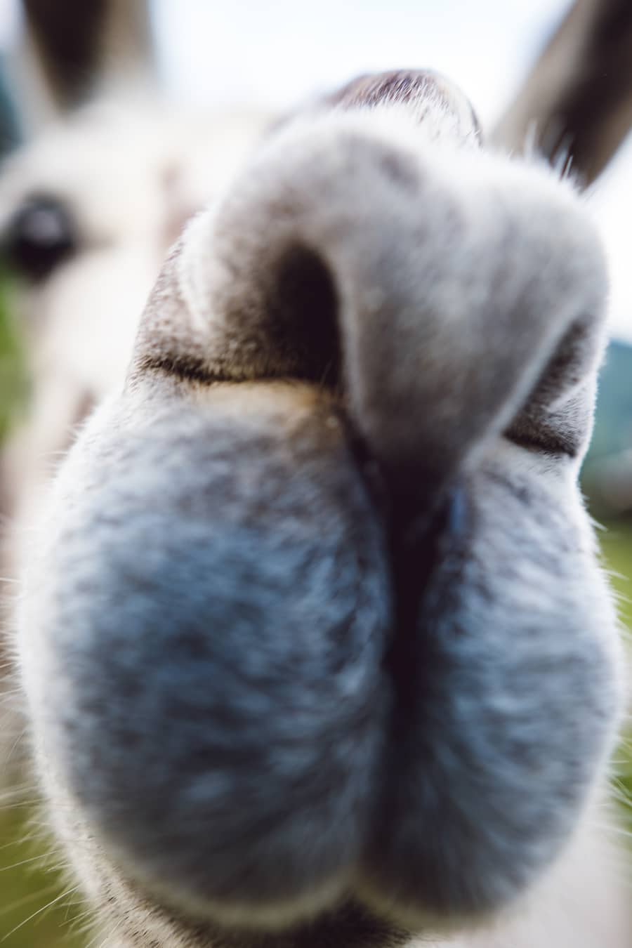 Bristen Lama und Gasthaus im Feld Gurtnellen