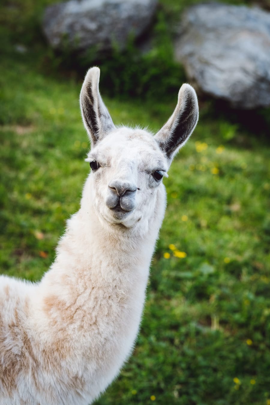 Bristen Lama und Gasthaus im Feld Gurtnellen