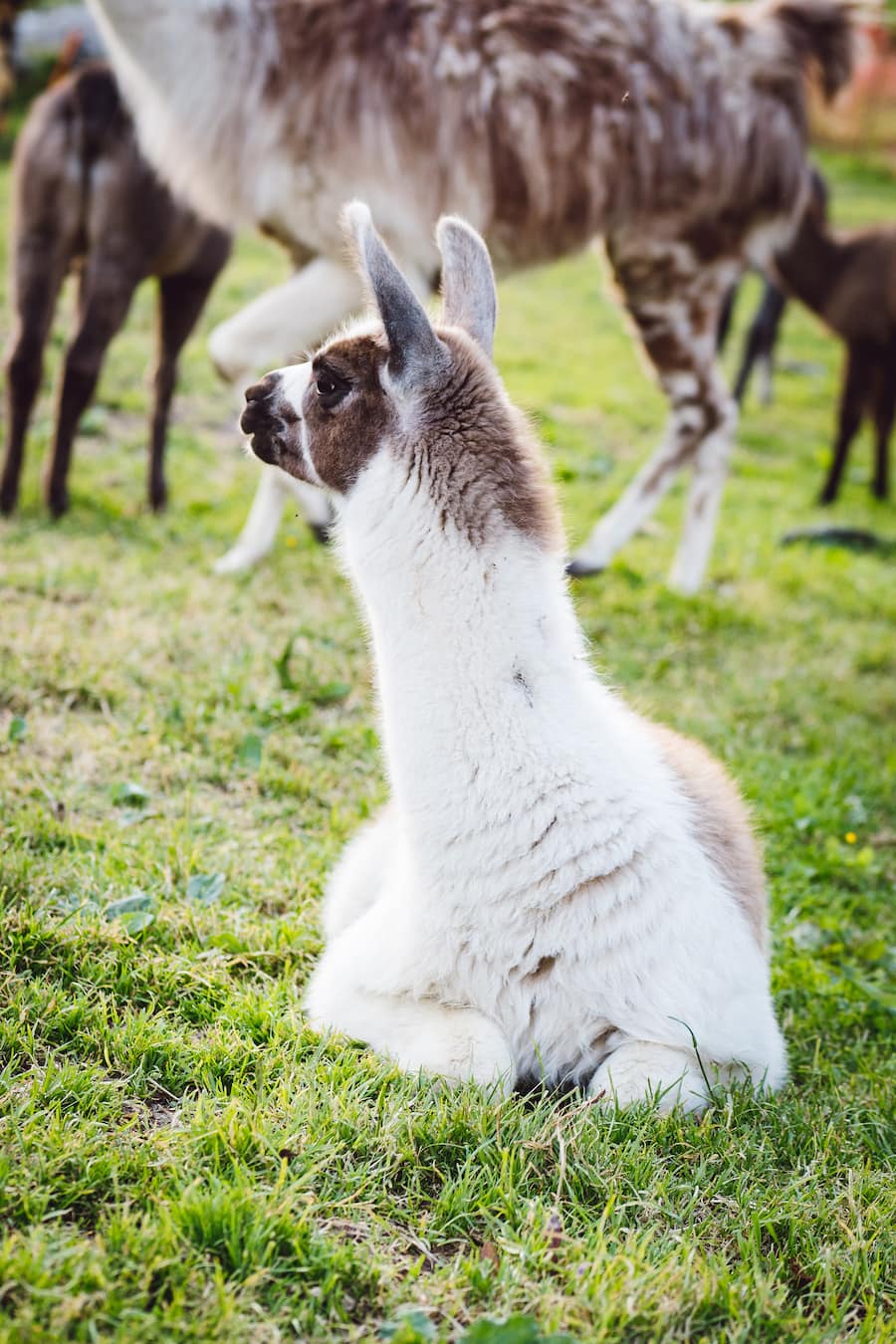 Bristen Lama und Gasthaus im Feld Gurtnellen