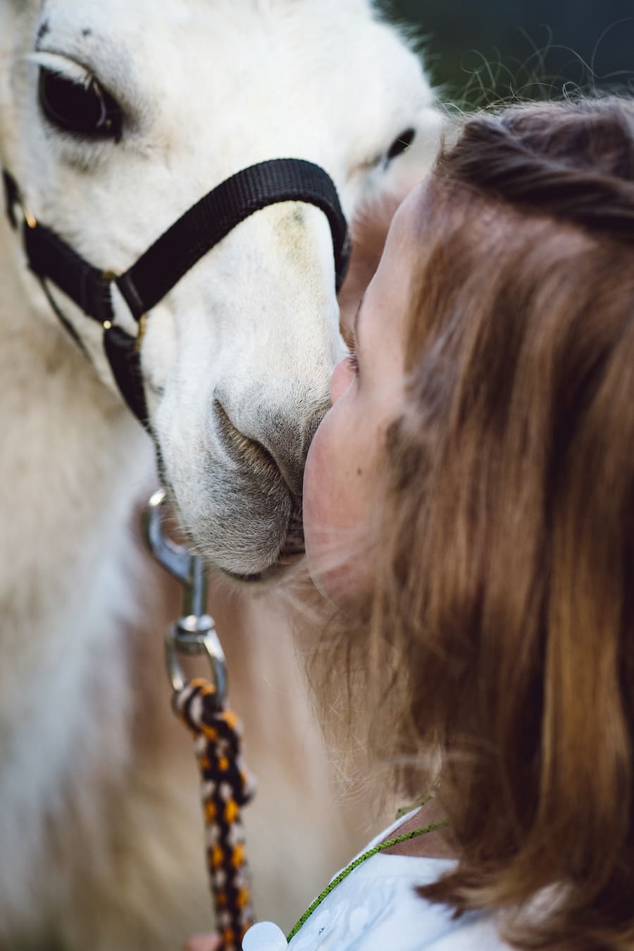 Bristen Lama und Gasthaus im Feld Gurtnellen