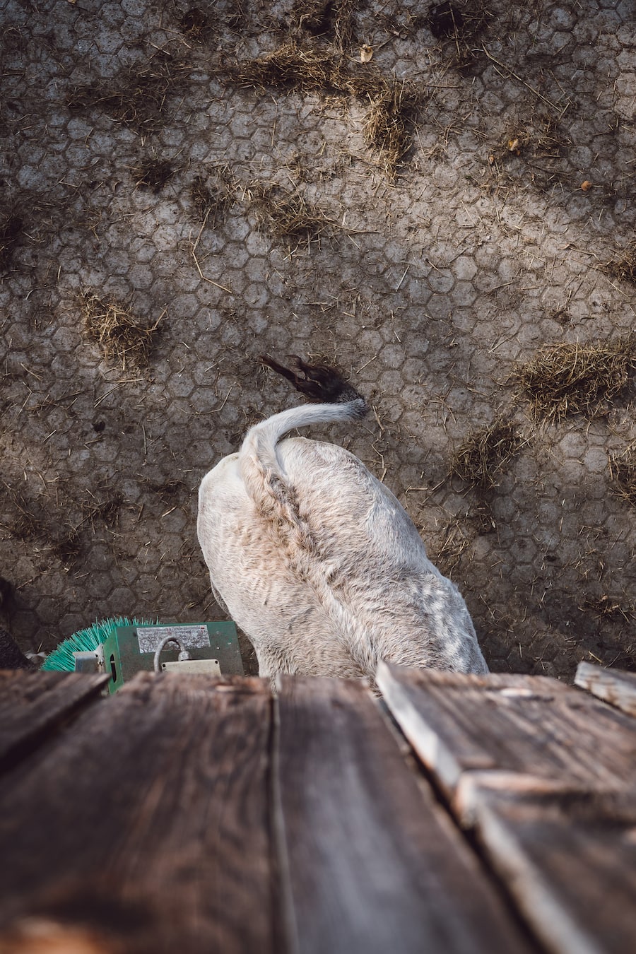 Biohof Dusch Paspels