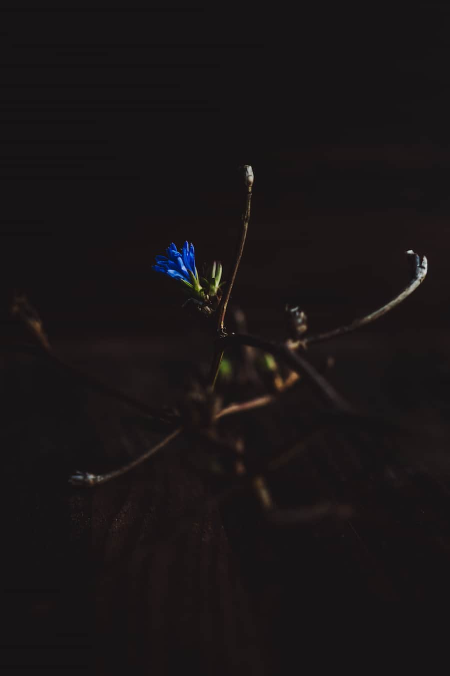 Wegwarte - 15-Punkte-Chef David Krüger (Opera Zürich) geht täglich in den Wald und pflückt Essbares für seine Küche. Diesmal buddelt er mit seinem Souschef Niclas Ohrmann Wurzeln in Rotkreuz aus. - Montag, 14. Oktober 2019 - Copyright Olivia Pulver