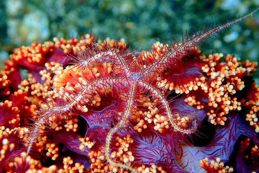 Die schönsten Tauchparadiese der Welt