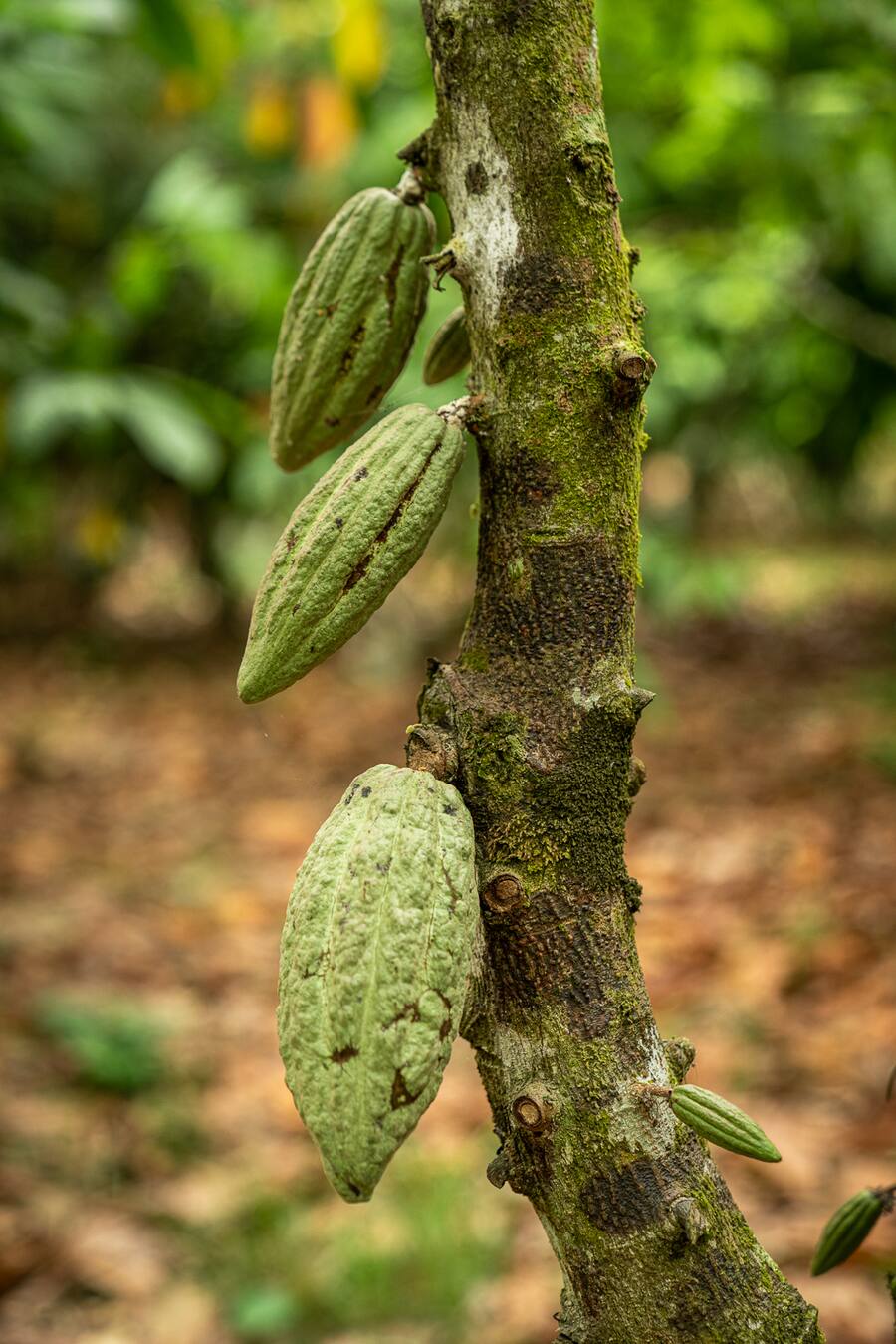 Tobias Funke Gasthaus zur Fernsicht Heiden Koa Ghana