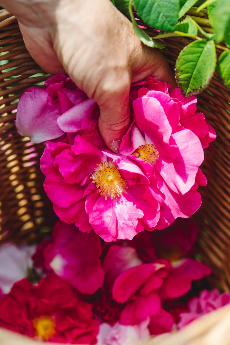 Rose Damascena - Lilo Meier, Rosenzüchterin - beliefert das Mesa von Sebastian Rösch - 6.6.2018 - Copyright Olivia Pulver