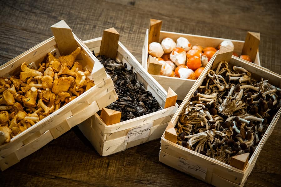 Experteninterviews Globus 2020: Eierschwämme, Kaiserlinge, Herbsttrompeten, Pioppini