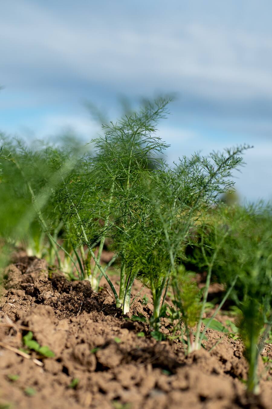 Fenchel - Die vegane Köchin Zizi bestellt ihr Gemüse bei Sarah Heiligtag von Hof Narr, ein «Gnadenhof» für Tiere. Der Verein rettet Tiere und hilft anderen Bauern umzusatteln. Daneben wird Gemüse biologisch angebaut. - 24. August 2020 - Copyright Olivia Pulver