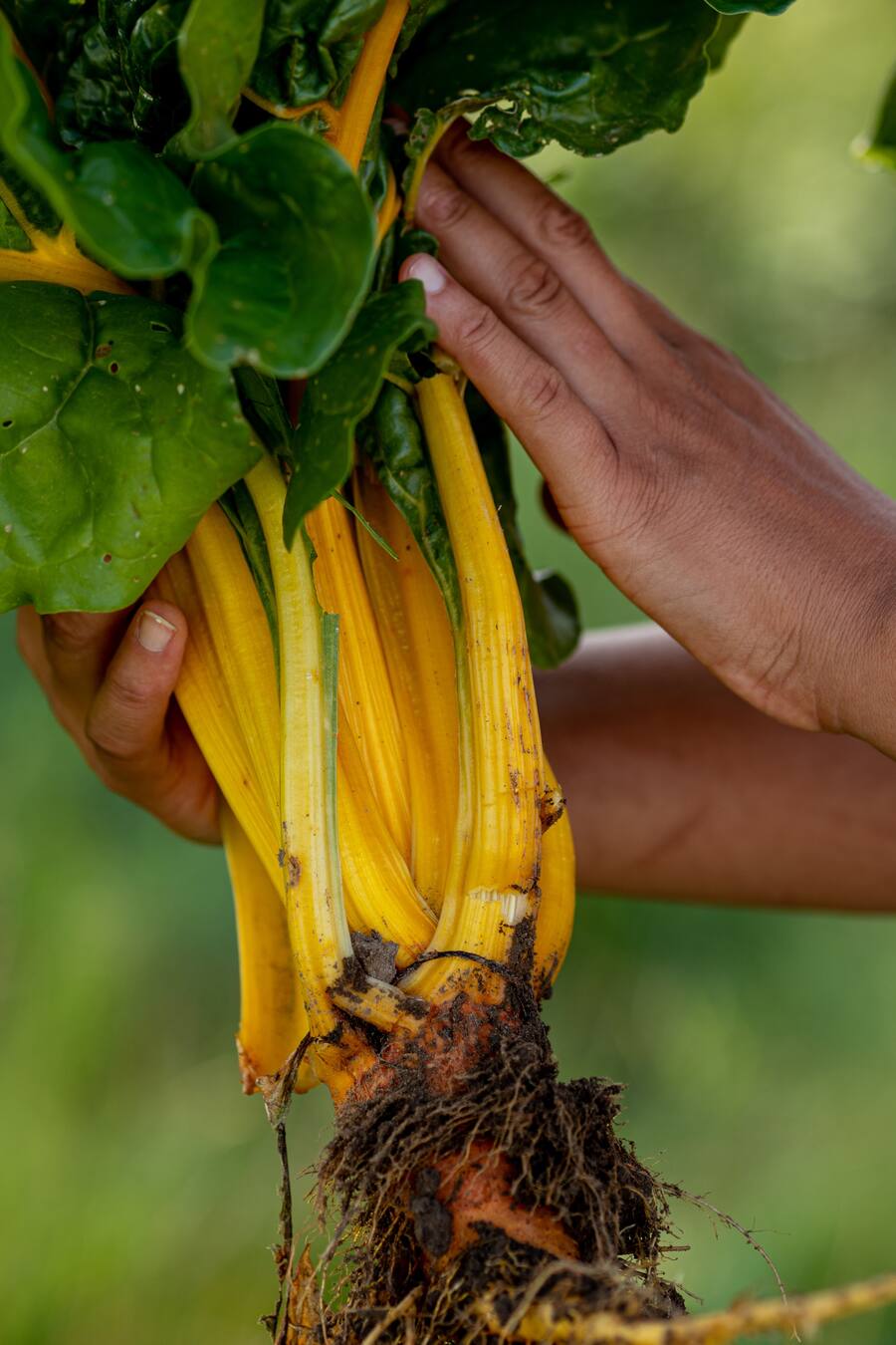 Mangold - Die vegane Köchin Zizi bestellt ihr Gemüse bei Sarah Heiligtag von Hof Narr, ein «Gnadenhof» für Tiere. Der Verein rettet Tiere und hilft anderen Bauern umzusatteln. Daneben wird Gemüse biologisch angebaut. - 24. August 2020 - Copyright Olivia Pulver