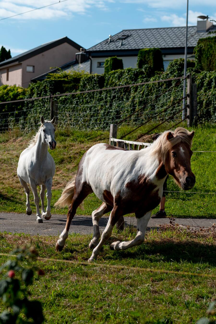 Die vegane Köchin Zizi bestellt ihr Gemüse bei Sarah Heiligtag von Hof Narr, ein «Gnadenhof» für Tiere. Der Verein rettet Tiere und hilft anderen Bauern umzusatteln. Daneben wird Gemüse biologisch angebaut. - 24. August 2020 - Copyright Olivia Pulver