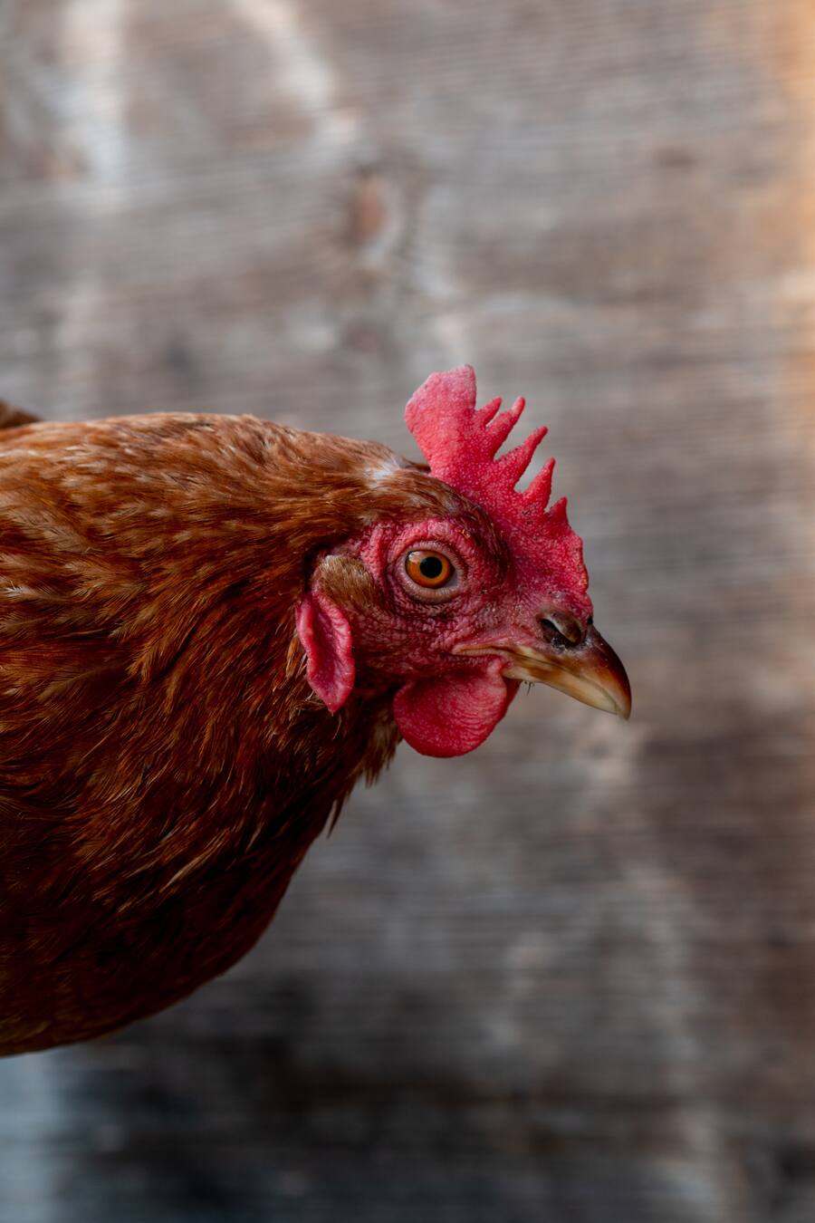 Huhn - Die vegane Köchin Zizi bestellt ihr Gemüse bei Sarah Heiligtag von Hof Narr, ein «Gnadenhof» für Tiere. Der Verein rettet Tiere und hilft anderen Bauern umzusatteln. Daneben wird Gemüse biologisch angebaut. - 24. August 2020 - Copyright Olivia Pulver