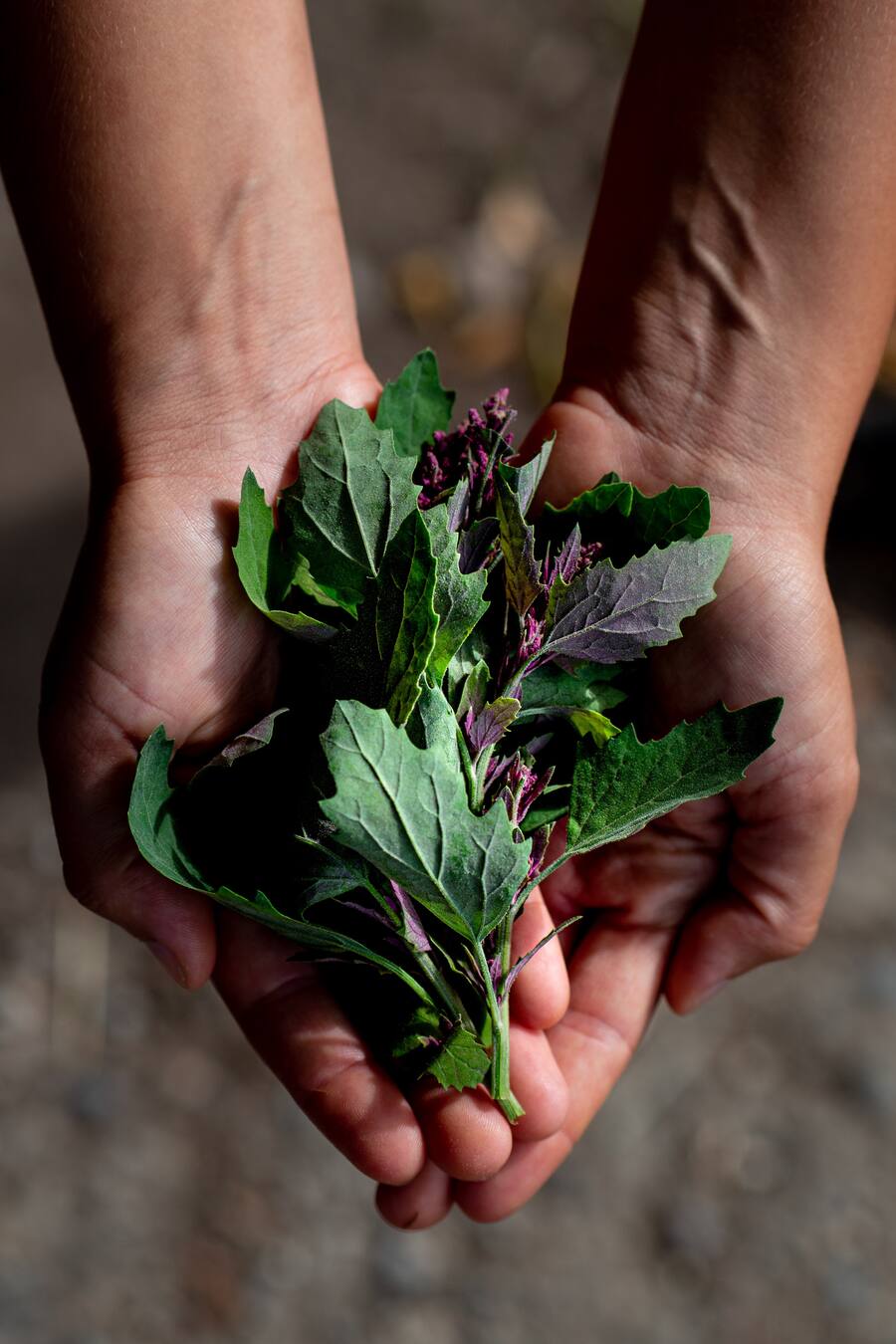 Baumspinat - Die vegane Köchin Zizi bestellt ihr Gemüse bei Sarah Heiligtag von Hof Narr, ein «Gnadenhof» für Tiere. Der Verein rettet Tiere und hilft anderen Bauern umzusatteln. Daneben wird Gemüse biologisch angebaut. - 24. August 2020 - Copyright Olivia Pulver