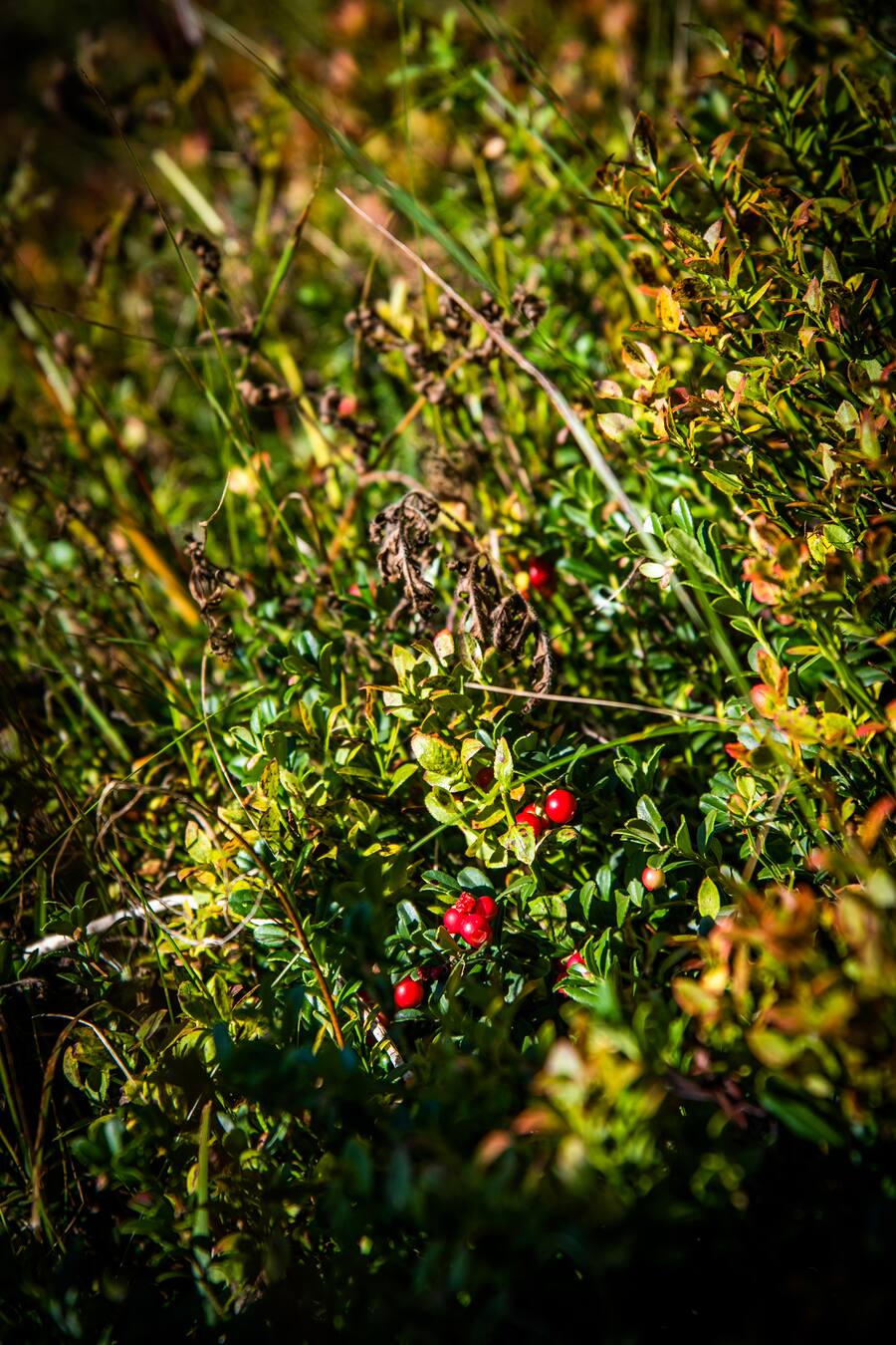 Fabrizio Zanetti wandert in St.Moritz 2020