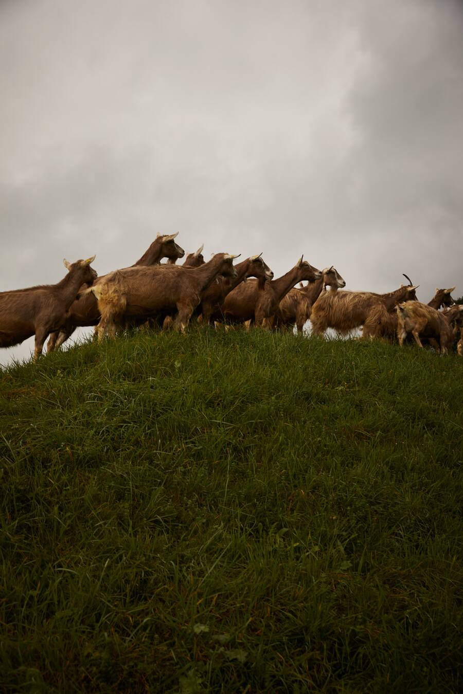 Toni Odermatt Geissäheimat Stans