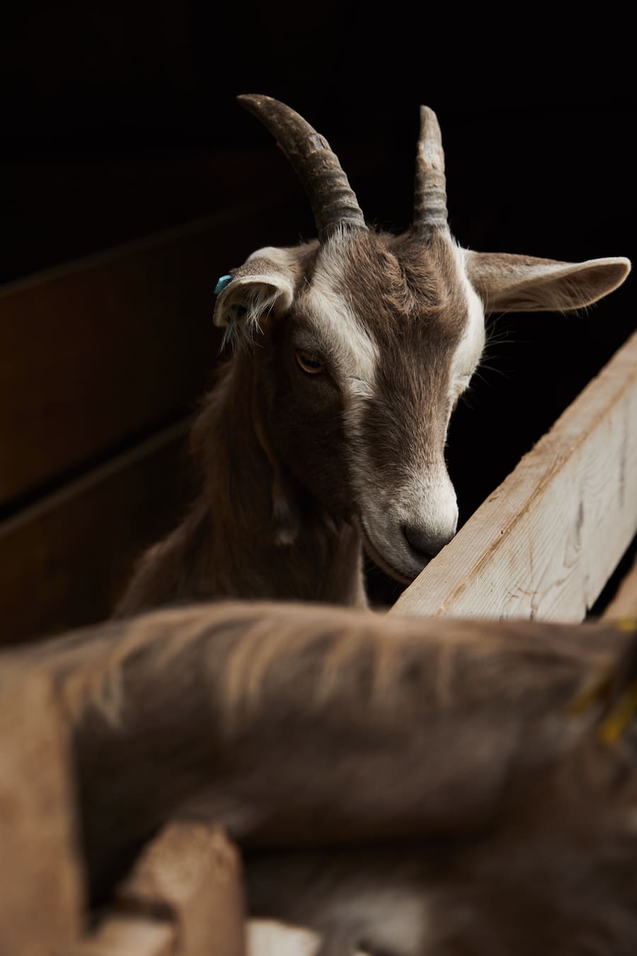 Toni Odermatt Geissäheimat Stans