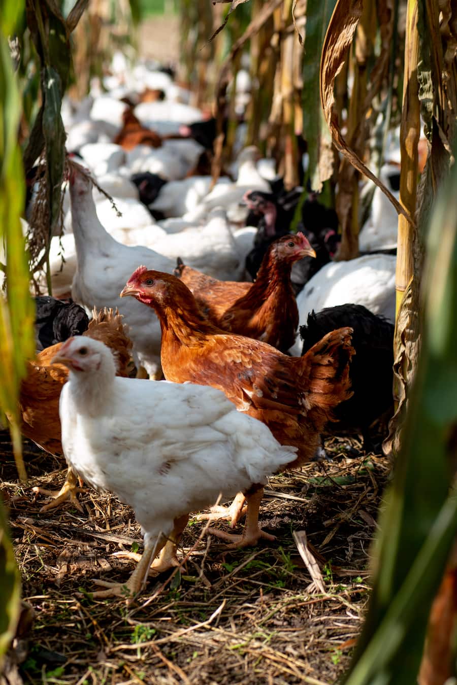 Tarik Lange (Parkhuus) und Marco Tessaro (Luma) zu Besuch bei Robin Geisser, Geflügelzüchter - 1.10.20 - Copyright Olivia Pulver