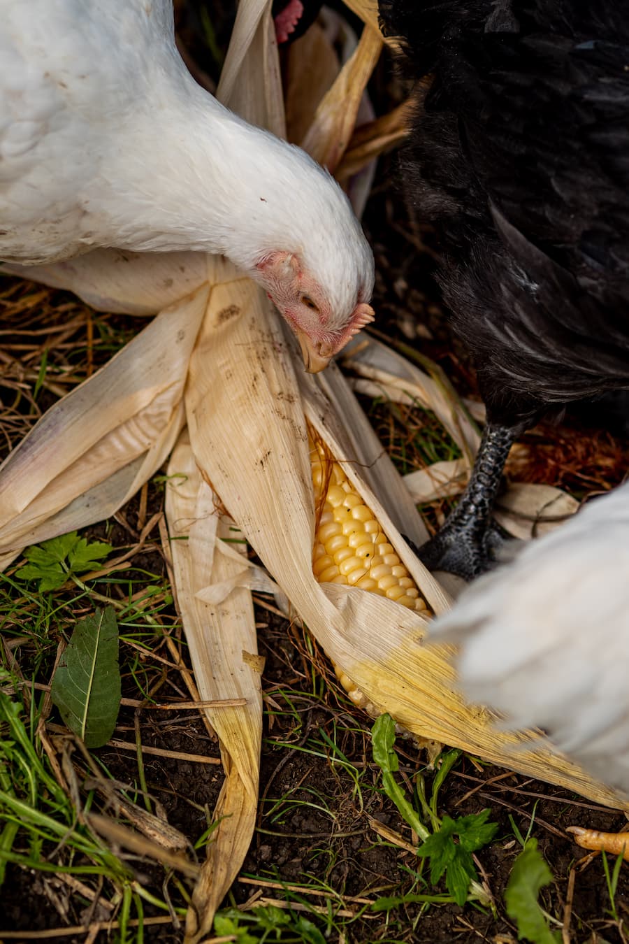 Tarik Lange (Parkhuus) und Marco Tessaro (Luma) zu Besuch bei Robin Geisser, Geflügelzüchter - 1.10.20 - Copyright Olivia Pulver